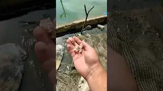 Секрет ловли карася,когда не клюёт 