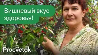 ВИШНЕВЫЕ ЛИСТЬЯ МОРОЖУ МЕШКАМИ и получаю чудесное средство от отеков и воспалений!