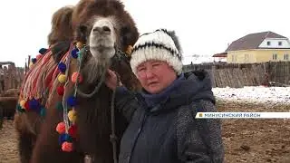 Художница переехала из города в деревню и организовала домашний зоопарк с верблюдом (Икс Минусинск).