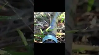 Эффективный полив системой туман