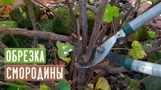 СМОРОДИНА 🌱 Правильная обрезка повысит урожай!!! / Садовый гид
