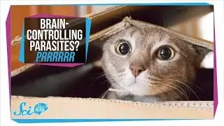 Toxoplasmosis: How Parasites in Your Cat Can Infect Your Brain