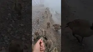 Baby Geese Family Photo