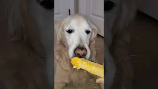 Happy Old Dog Eating Corn on the Cob - Golden Retriever ASMR 