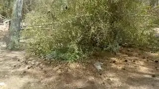 محميات طبيعية غابة شياضمة البيرجديد