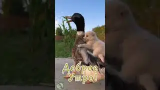 Доброе утро! Хорошего дня!