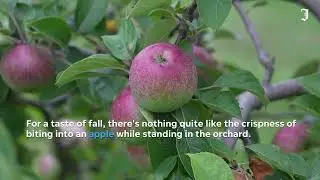 Apple picking orchards to visit in RI