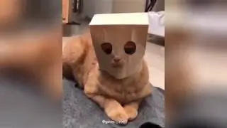 СМЕШНЫЕ ЖИВОТНЫЕ 2019 ПОДБОРКА / FUNNY ANIMALS 2019