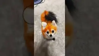 sssniperwolf playing with her wet pussy cat