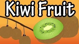 Health Benefits of Kiwi Fruit? What Is Kiwi Fruit? Nutrition Of Kiwi Fruit