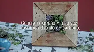 Aprende a diseñar jardines verticales y cuadros vivos l CórdobaX en edX.org