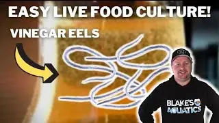 Easiest Live Food Culture for Fish - How to Culture Vinegar Eels