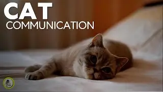 How Cats Communicate With Humans / Cat Communication / Cat World Academy