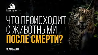 Что происходит с животными после смерти, с точки зрения Ислама?