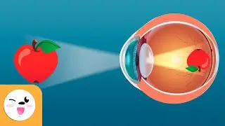 ¿Cómo funciona la vista? - El ojo - Los sentidos para niños