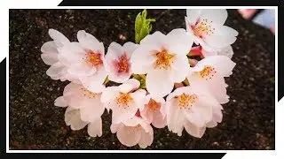 The Truth about Japan's Cherry Blossom Season