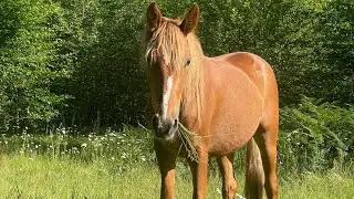 Letting My Mustangs Out in a Big Grass Field for The 1st Time *wholesome*