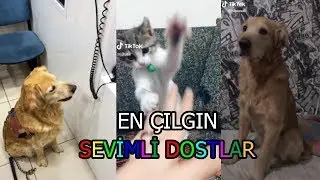 Sevimli Dostların Tatlı Halleri | Hayvan Akımları