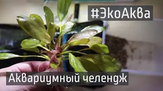 ЭкоАква.  Что делать если растение не нужно сажать в грунт.