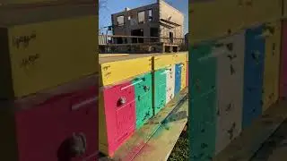 Увеличил пасеку в сентябре в 2 раза , легко !