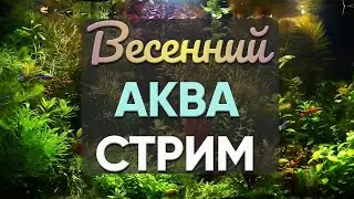 Уютный, весенний аква-стрим.