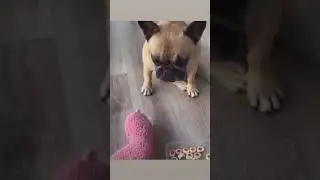 Испортили аппетит собаке 🤤🐶😅
