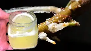 Одна Капля И Черенки Все В Корнях! Мощнейший Стимулятор Роста!
