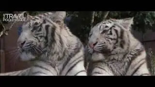 Beauty of Wild Animals | TPG (4K - Ultra HD)
