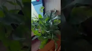Полезные папоротники