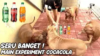 SERU BANGET ! BERMAIN EXPERIMENT COCACOLA DENGAN ANJING PITBULL 