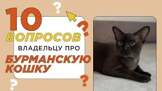 10 вопросов владельцу про породу бурманская кошка (кошка бурма): характер и отношение к людям