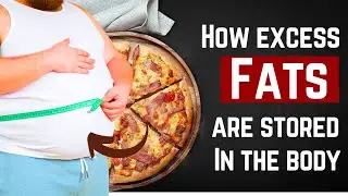 How our body store Fats ||  Fats storage in our body