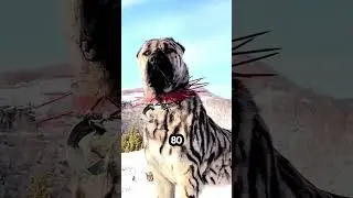 Почему на этих собаках шипастый ошейник? 😱