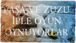 🐱 PAŞA VE ZUZU İPLE OYNUYOR 💛🐱 KEDİ VİDEOLARI 🐱💛
