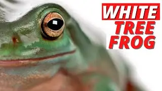 Is It White, Green or Blue Tree Frog?