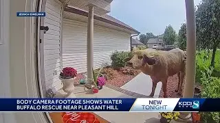 Water buffalo rescue body camera footage shows animal stuck in a ditch