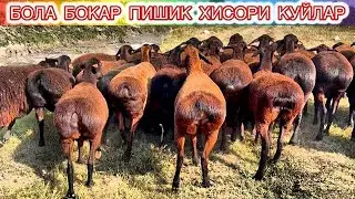 СУРХОНДАРЕ ХИСОРИ КУЙЛАРИ ЭЛДАН АРЗОН БУГОЗ КУЙЛАР📲99897 848 83 68