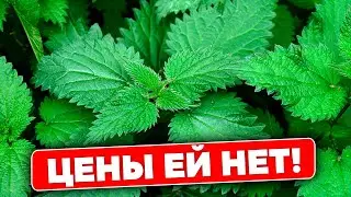 Не Вырывай, Собирай! Снижает Сахар, Очищает Кровь и Выводит Камни. Польза крапивы