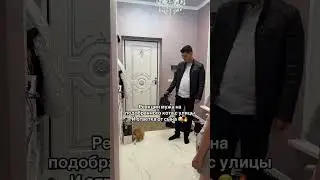 Реакция на кота 🤭 автор elvira_dancer_zaripova