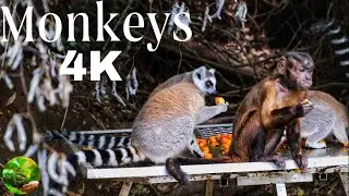 🌿Beautiful Monkeys Eat | Beautiful Nature Around Relaxation Videos