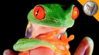 World's Most Famous Frog!