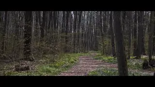 О, весна, без конца и без краю… / Воронеж