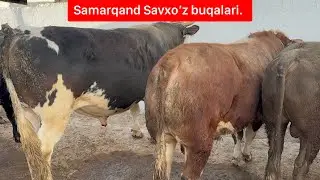Samarqand Savxo’z chorva bozori buqalari.