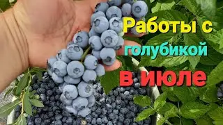 Работы с голубикой в ИЮЛЕ
