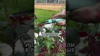 В садоводстве еще много лайфхаков, которыми мы постоянно и с большим удовольствием с вами делимся.