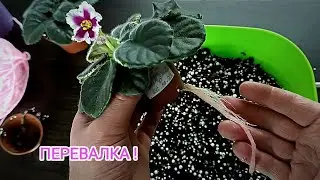 ПЕРЕСАДКА МЕТОДОМ ПЕРЕВАЛКИ !              Как правильно это сделать .