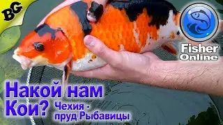 Ловим Кои Шигуре. Чехия: пруд Рыбавицы  ➤ #25 ➤ Fisher Online (Лучшая Рыбалка)