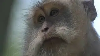 Macaque Monkey Face