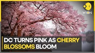 Annual cherry blossom festival kicks off in Washington, D.C. | WION Climate Tracker