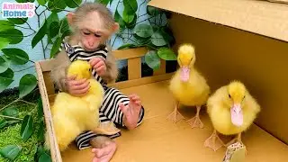 Funny moments of BiBi and ducklings